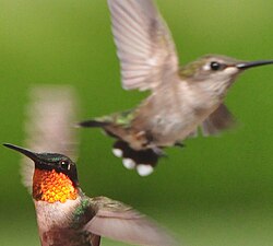 Male (lower left) displaying its prominent gorget and a female ruby-throated hummingbird