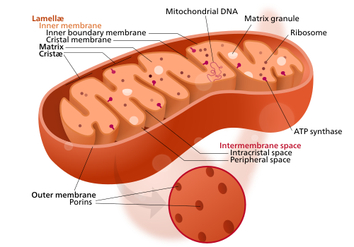 Mitochondria are essentially universal in the eukaryotes, and with their own DNA somewhat resemble prokaryotic cells.