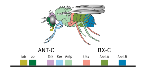 Homeobox (Hox) gene expression in Drosophila melanogaster