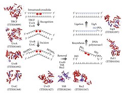 A schematic representation of models for the nucleotide excision repair pathway controlled by Uvr proteins.[4]