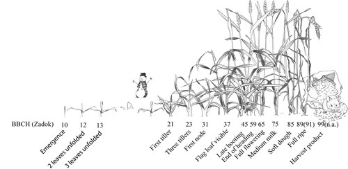 Wheat developmental stages on the BBCH and Zadok's scales