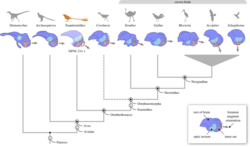 Bird brain shapes from Deinonychus to modern crown birds