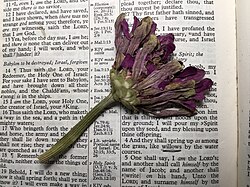 A book with a weighted object on top of it can be used to press plants