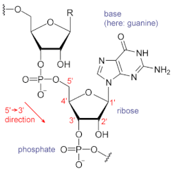 Chemical structure of RNA