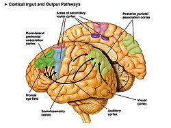 Dorsolateral prefrontal cortex highlighted in dark green