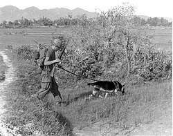 A German Shepherd ("Chief"), in service with the United States Army, patrolling with his handler SP4 Bealock during the Vietnam War, 1960s