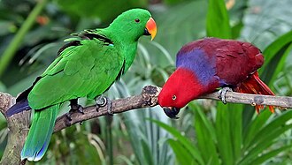 The eclectus parrot is an example of a bird where the female (right) is more colorful than the male (left), whose mostly-green plumage helps it blend in with surrounding vegetation and avoid predators such as peregrine falcons.[82]