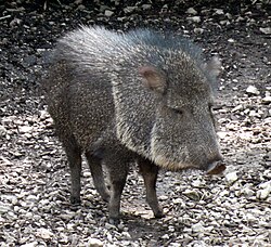 A Chacoan peccary (Catagonus wagneri), believed to be the closest surviving relative of the extinct Platygonus