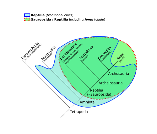 Sauropsida and the 19th-/20th-century conception of the class Reptilia. Both are superimposed on a cladogram of tetrapods, showing the difference in coverage.
