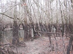 Riparian vegetation on the floodplain of the Lynches River, close to Johnsonville, South Carolina. These tupelo and cypress trees show the high-water mark of flooding.