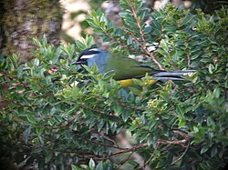 Crested berrypecker