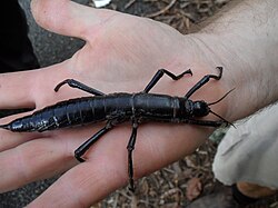 Lord Howe Island stick insect
