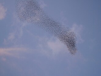 A swarm of common starlings. This species numbers over 310 million: at least as many individuals as the United States has humans.[1][2]