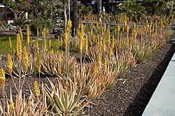 As an ornamental plant