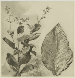 Tobacco plant and tobacco leaf from the Deli plantations in Sumatra, 1905