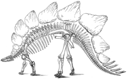 Marsh's 1891 illustration of S. ungulatus. Note the single row of 12 large rounded plates, based on those of S. stenops, and eight spikes