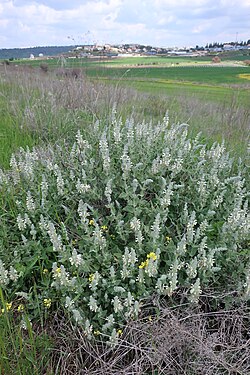 Patch of Dominican sage (Salvia dominica) growing in Israel
