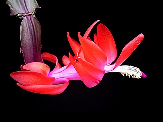 Close-up of a Schlumbergera flower, showing part of the gynoecium (specifically the stigma and part of the style) and the stamens that surround it