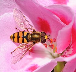 Eupeodes corollae