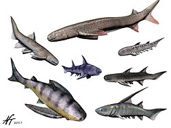 Various acanthodians, from top left clockwise: Cheiracanthus, Acanthodes, Climatius, Ischnacanthus, Parexus, Gyracanthus. center: Diplacanthus.