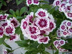 The Sweet William Dwarf plant is a biennial plant.