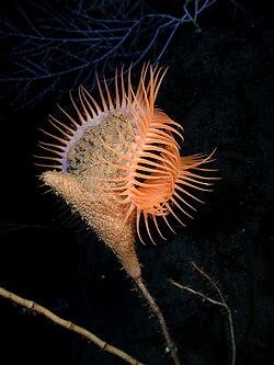 The Venus flytrap sea anemone is a suspension feeder and orients itself to face the current.