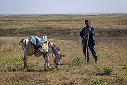Local man watching his donkey graze near the Aidarkul Lake an artificial lake in Uzbekistan. Donkeys are particularly well suited for grazing in dryland environments.