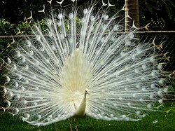 A leucistic Indian peacock
