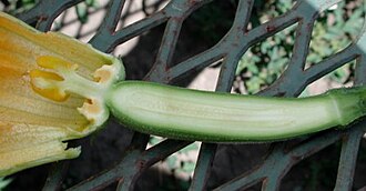 Longitudinal section of carpellate flower of squash showing ovary, ovules, stigma, style, and petals