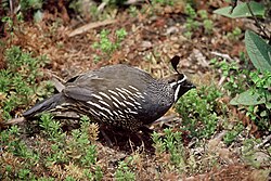 California quail