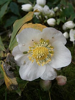Christmas rose in a garden
