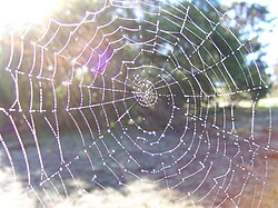 "Imagine a multidimensional spider's web in the early morning covered with dew drops. And every dew drop contains the reflection of all the other dew drops. And, in each reflected dew drop, the reflections of all the other dew drops in that reflection. And so ad infinitum. That is the Buddhist conception of the universe in an image." –Alan Watts[21]