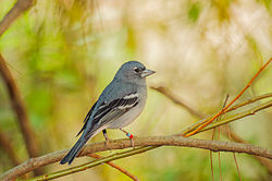 Gran Canaria blue chaffinch (male)