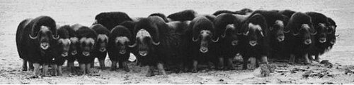Group of muskoxen in defensive formation, horns ready, and highly alert