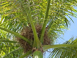 The nest of the palmchat is a large dome of sticks, usually in a palm tree