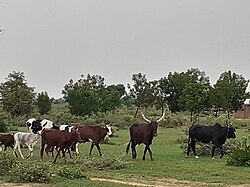 Dutch bulls and cows at Wallya community during the rainy season in Cameroon