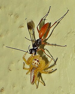 Spider wasps paralyse and eventually kill their hosts, but are considered parasitoids, not predators.