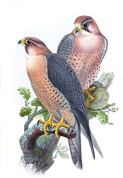 Illustration of the subspecies babylonicus by John Gould