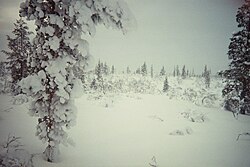 A snowy landscape of Inari located in Lapland, Finland.