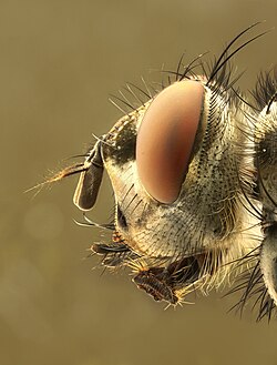 A close-up of the head of a Calliphora
