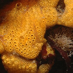 Botrylloides violaceus showing oral tentacles at openings of buccal siphons