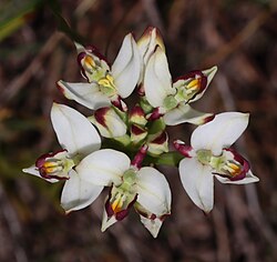 Disa bivalvata