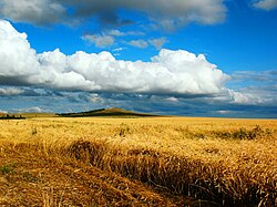 Grain fields near Kökşetau