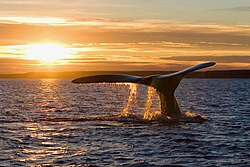Southern right whale fluking in Golfo Nuevo, Peninsula Valdés, Argentina.