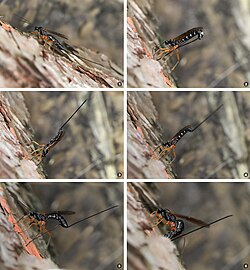 The process of oviposition in Dolichomitus sp. Tapping with her antennae, the wasp listens for the vibrations that indicate a host is presentWith the longer ovipositor, the wasp drills a hole through the barkThe wasp inserts the ovipositor into the cavity which contains the host larvaMaking correctionsDepositing the eggs