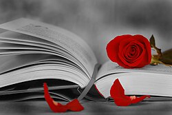 A rose and a book, the two iconic elements of Saint George's Day in Catalonia