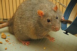 A laboratory rat strain, known as a Zucker rat, bred to be genetically prone to diabetes, a metabolic disorder also found among humans