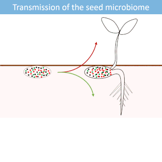 Microbial transmission from seed to seedling[60]