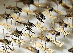 Directly-pinned Diptera. Though most of these specimens are at the correct height, some have been pinned incorrectly by placing the pin on the centre line, damaging characters on both sides of the thorax.