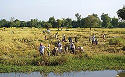 Farmers harvesting rice in Battambang Province